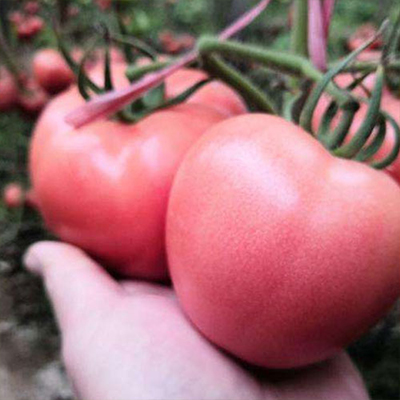 トマトパウダー
