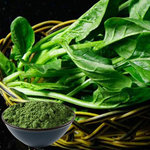 ほうれん草の粉